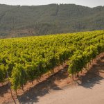 A Passion for Albariño