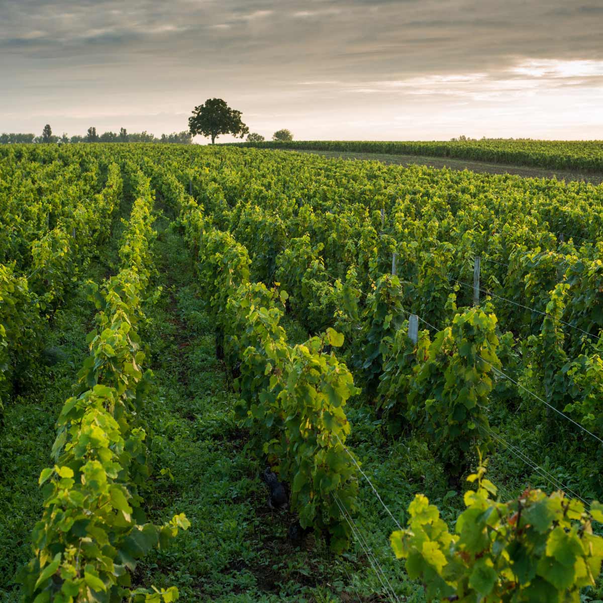 Insider Burgundy Tasting with the Wines of Philippe Jouan at MM Kitchen Studio